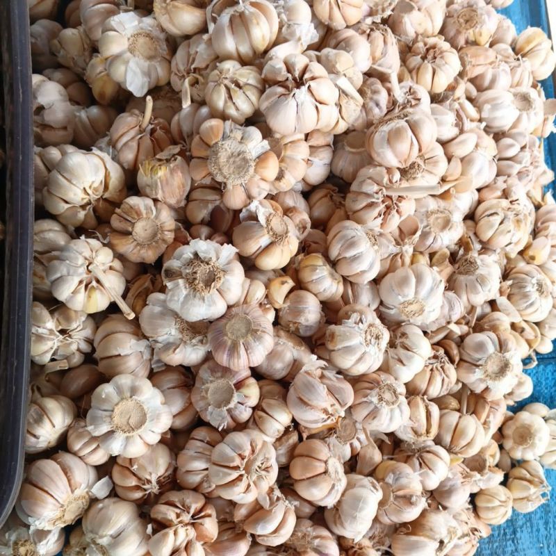

bawang putih