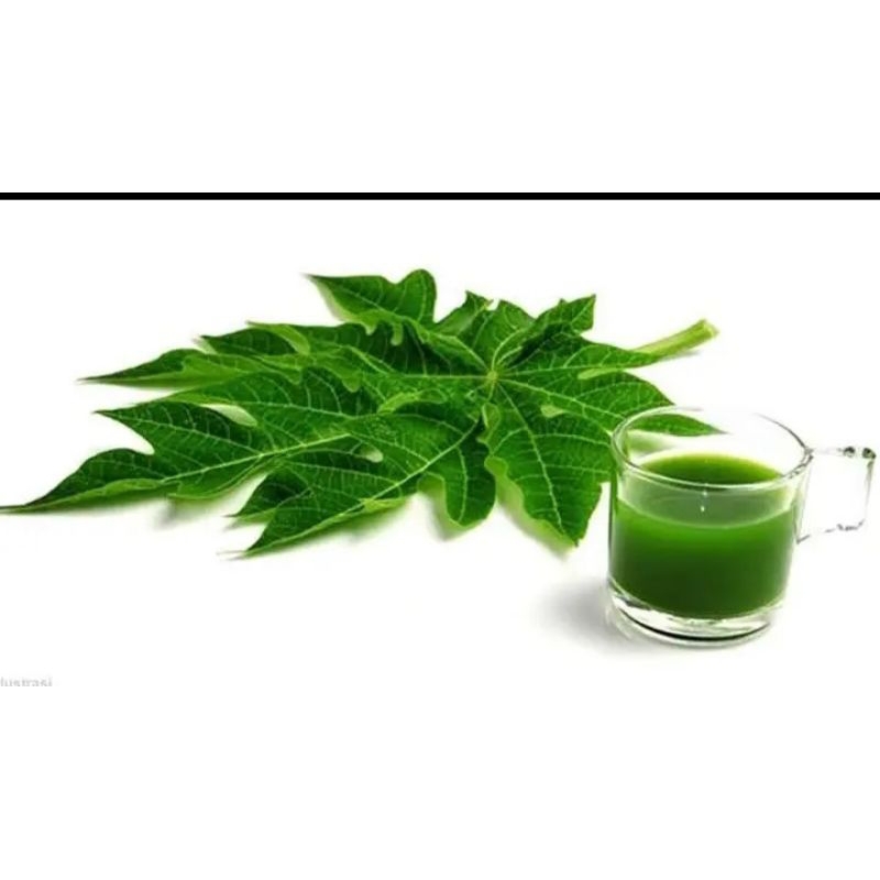

1 Lemar daun pepaya segar petik sesuai orderan