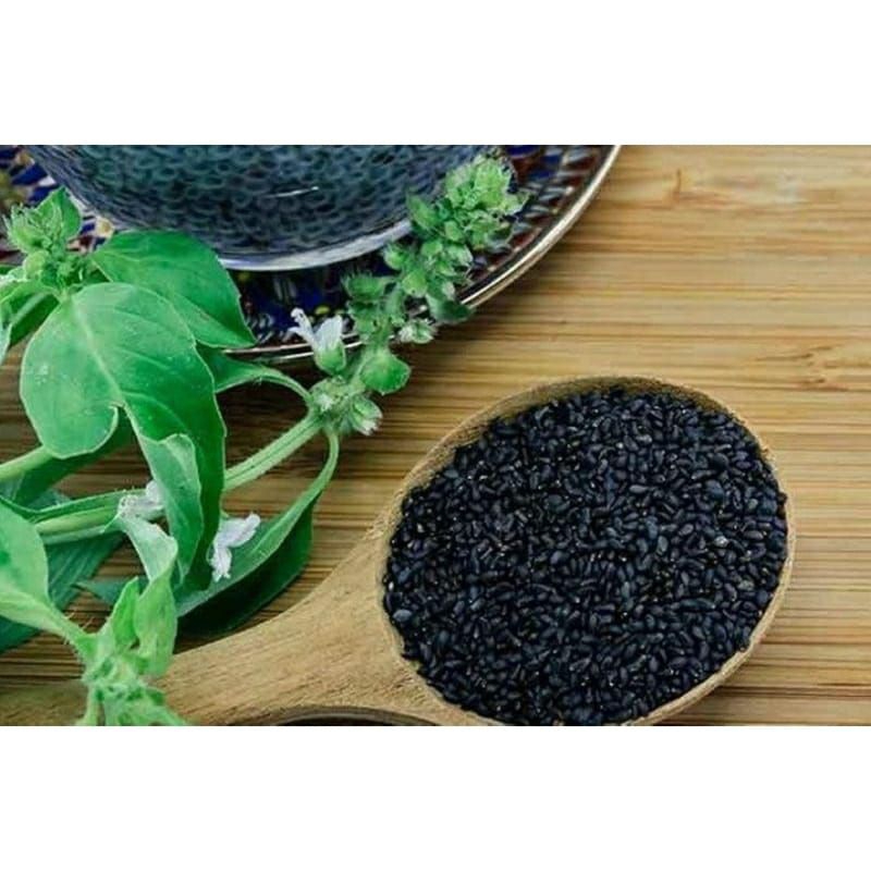 1000 Biji - Benih Bibit Unggulan Kemangi / Benih  Unggulan Kemangi / Bibit Unggulan Kemangi