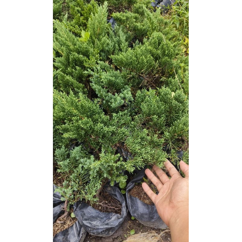 Cemara Sinensis Juniperus chinensis Biru Dan Hijau