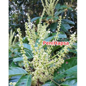 Bibit Rambutan Binjai Sudah Berbunga Super Spesial