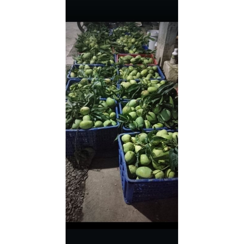 

mangga muda untuk lutisan 500gram