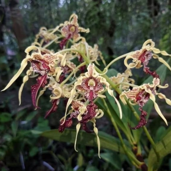 Dendrobium spectabile