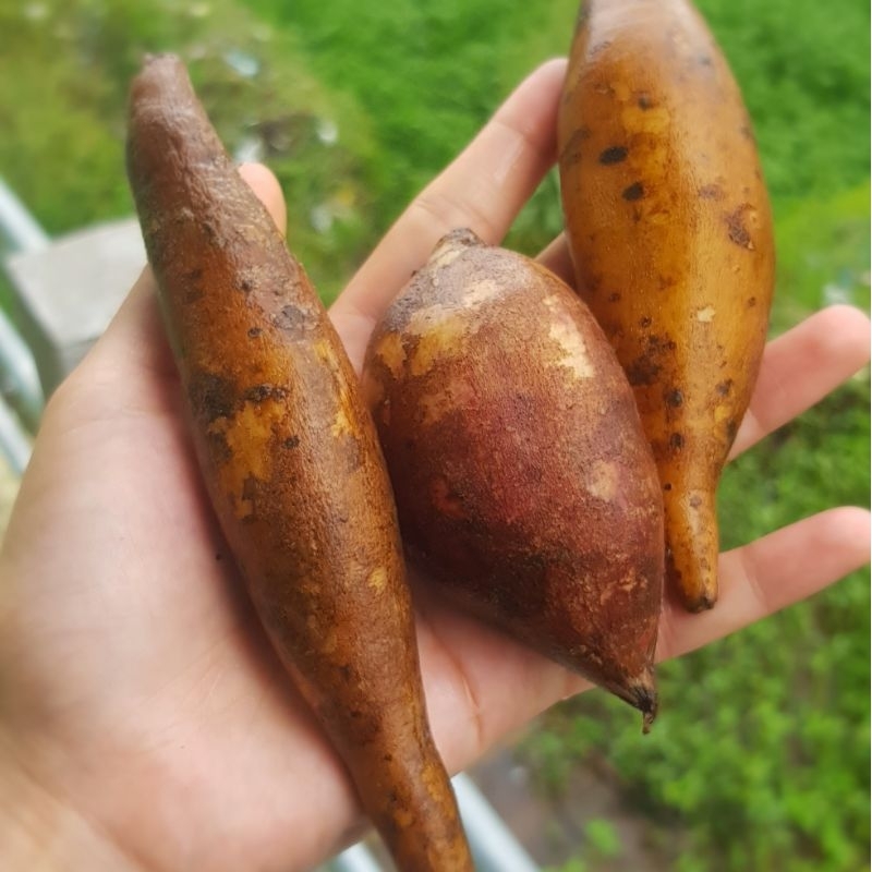

Ubi Umbi Buah Yakon Yacon Wonosobo Dieng Sweet Root Menurunkan Diabetes Kolesterol Obesitas (ukuran kecil)