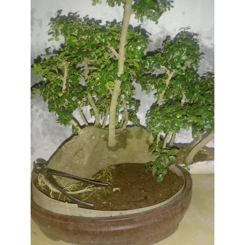 bonsai serut medium prospek super