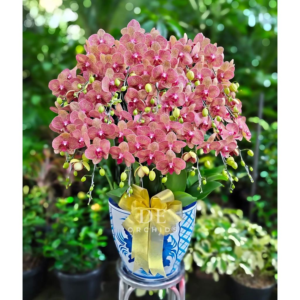 Anggrek bulan isi 20 pohon warna Orange Pot Keramik