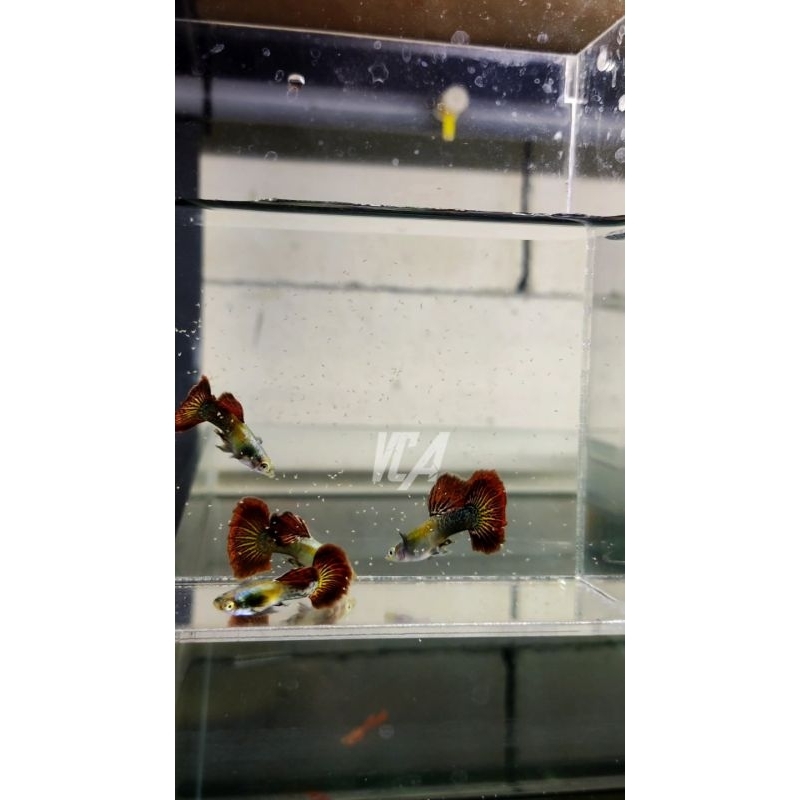 

Sticker Platinum Red Dragon