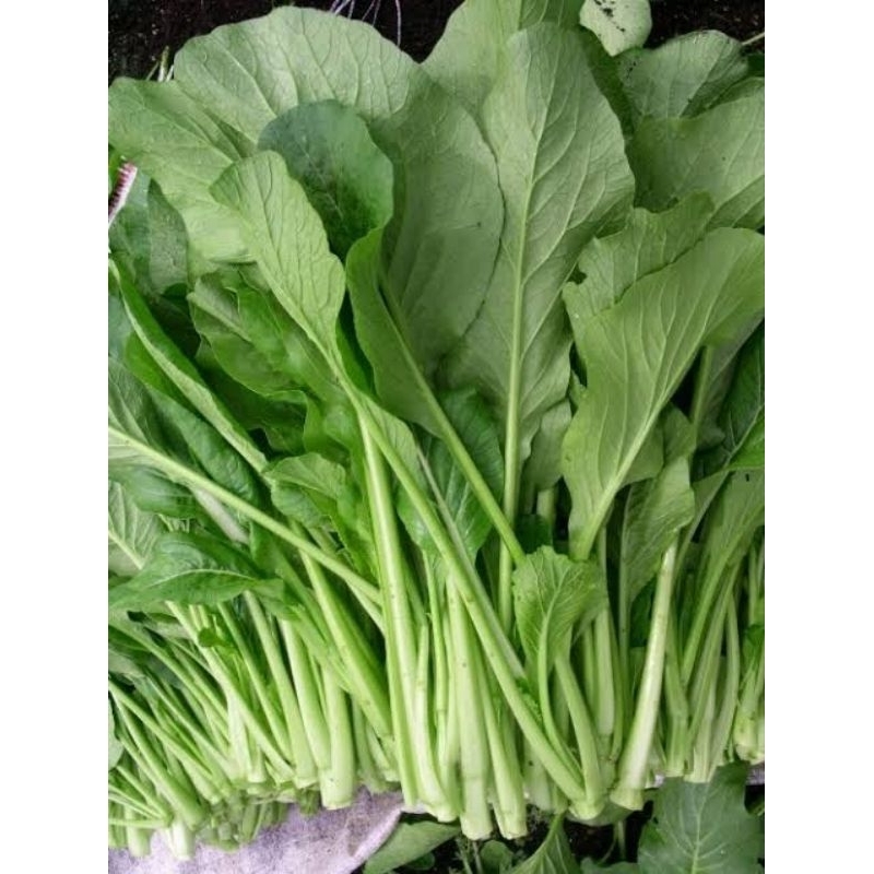 

Sawi hijau / Cesim 500 gr Fresh