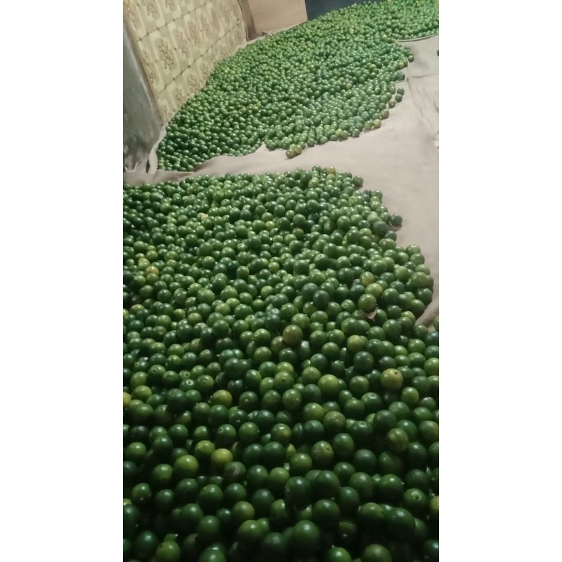 

jeruk songkit/kasturi 1kg harga termurah (Ukuran jeruk Random)