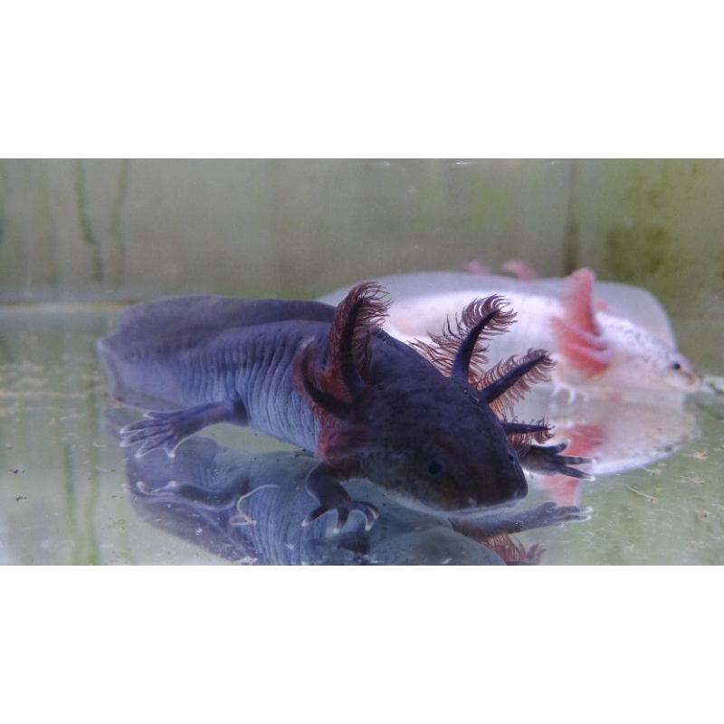 mainan ikan / axolotl, salamander, naga air, melanoid 10-11cm