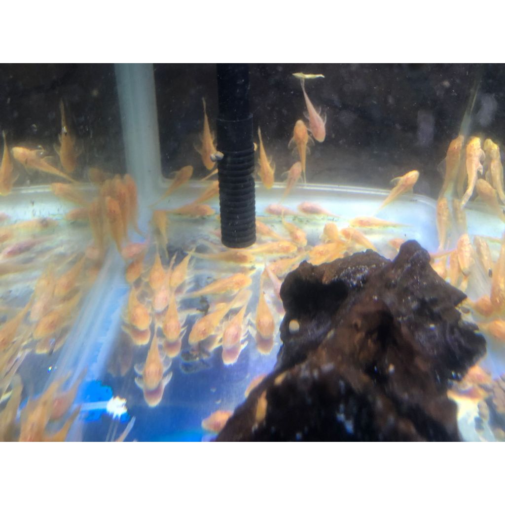 PLECO L083 GIBICEP PLECO MENTEGA PEMBERSIH AQUARIUM 7-8cm