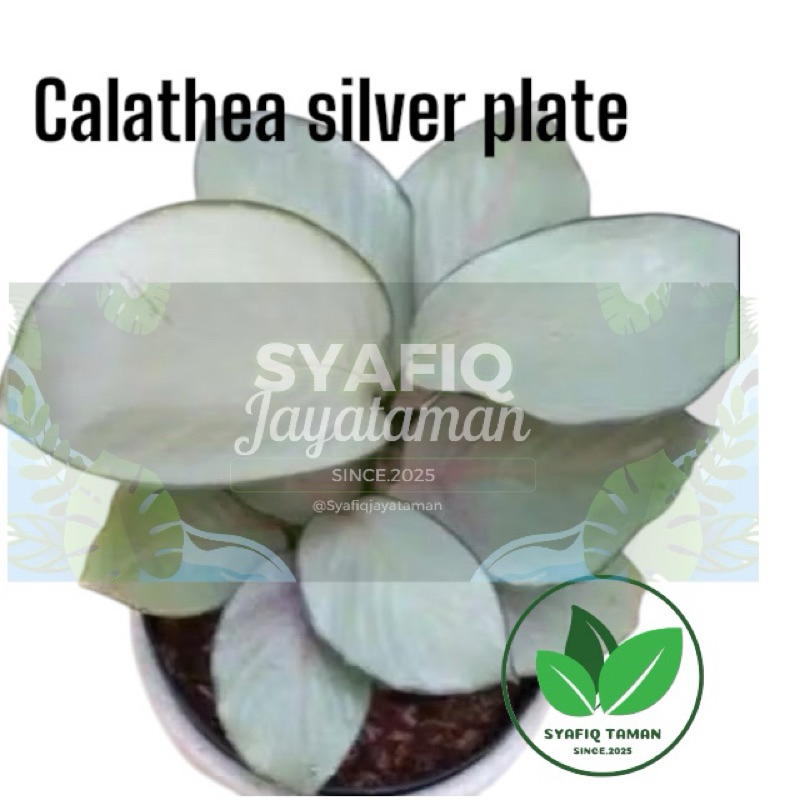 Calathea silver plate//calathea silver