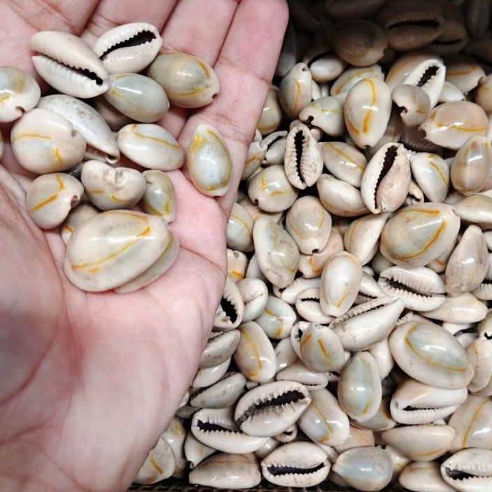 cangkang kerang - kerang dakon - kerang kuwuk - kerang mainan - bahan kerajinan