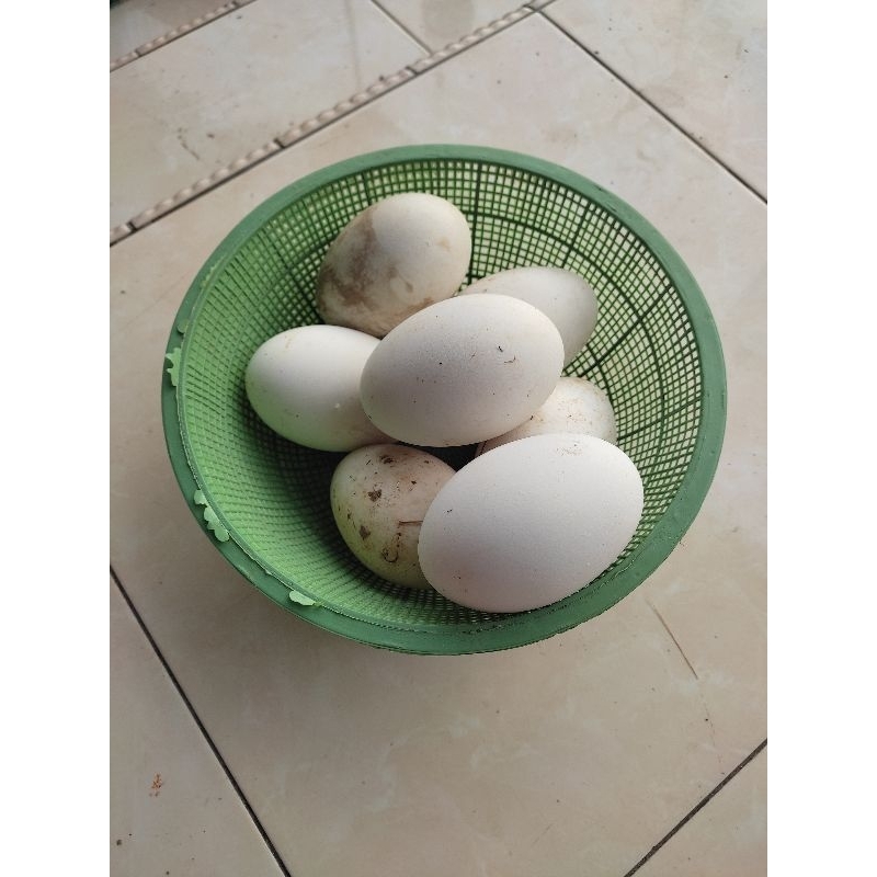 

Telur Angsa Soang fresh dan bergaransi