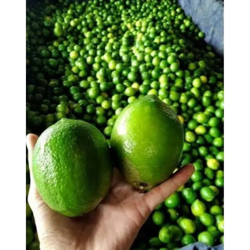 

casturi lemon/jeruk lemon 2kg