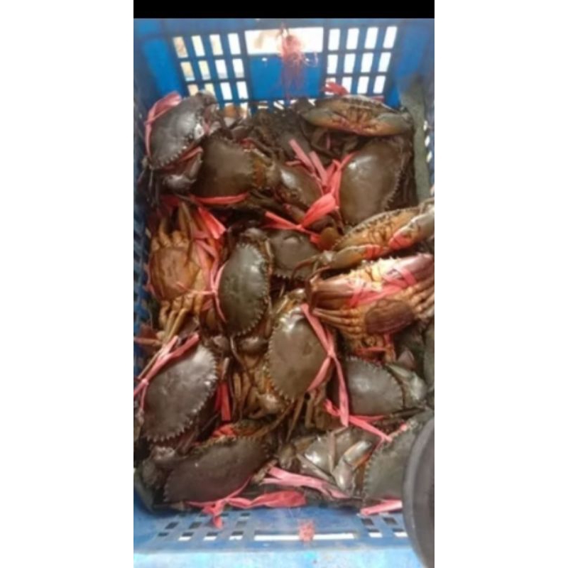 

kepiting fresh-telur-1kg