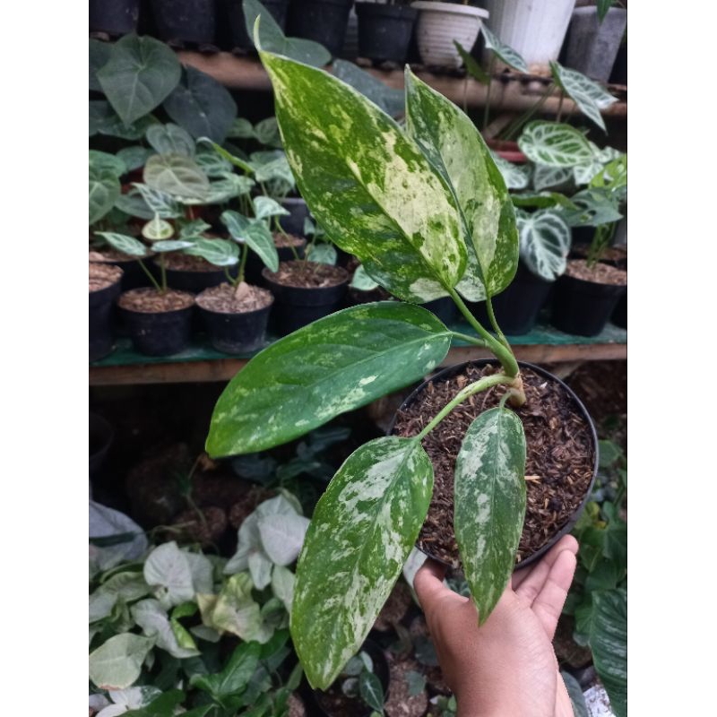 Tanaman Hias Aglonema Simplex Variegata