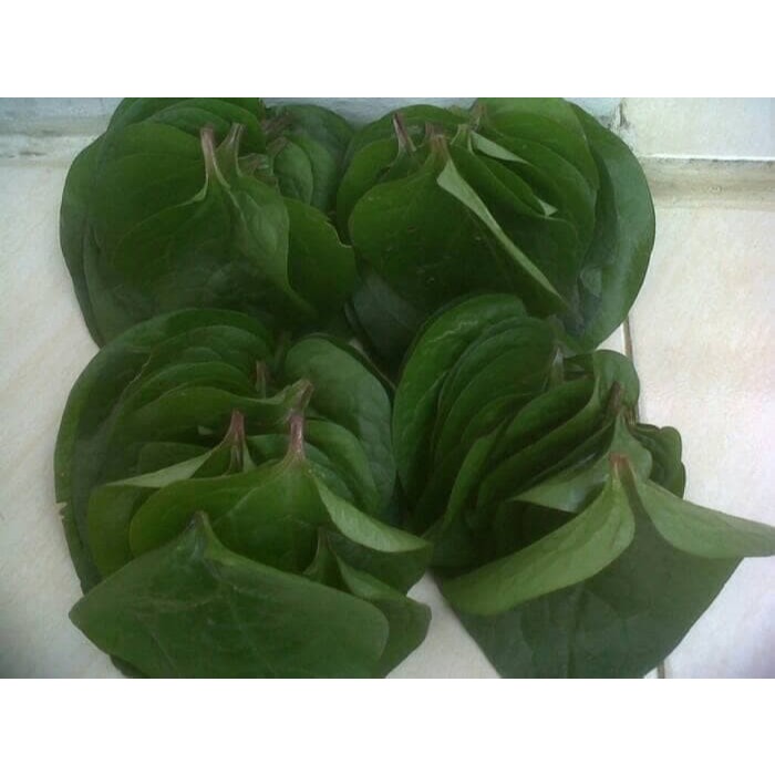 

(PROMO) DAUN BINAHONG SEGAR / DAUN BINAHONG HIJAU SEGAR