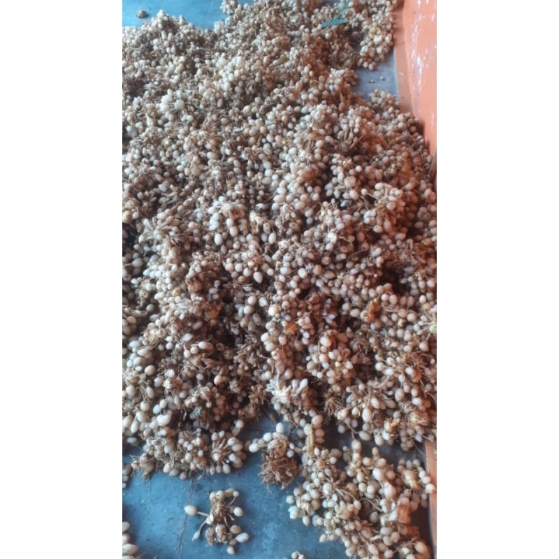 

kunir / kunyit gombyok segar 500 gram