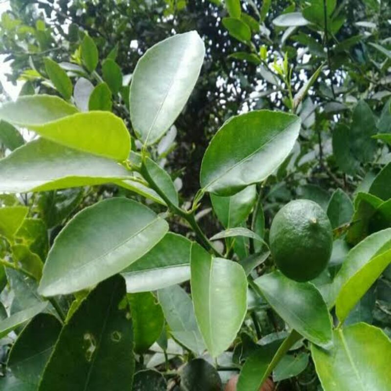 

Daun Jeruk Nipis Segar, Aroma Khas Untuk Makanan Lezat
