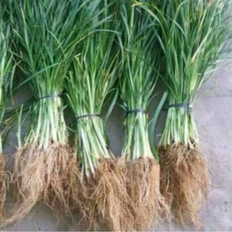 

Akar rumput belulang segar 250 gram