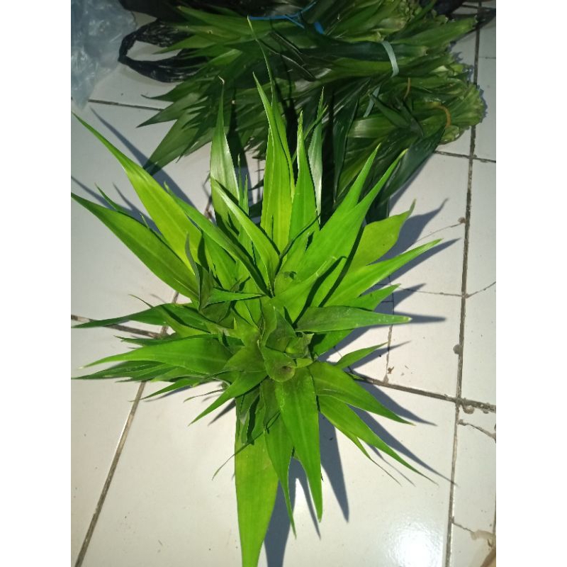 

pucuk daun Suji untuk obat herbal isi 5 pucuk