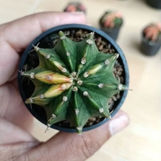 kaktus gymno Lb variegata selected