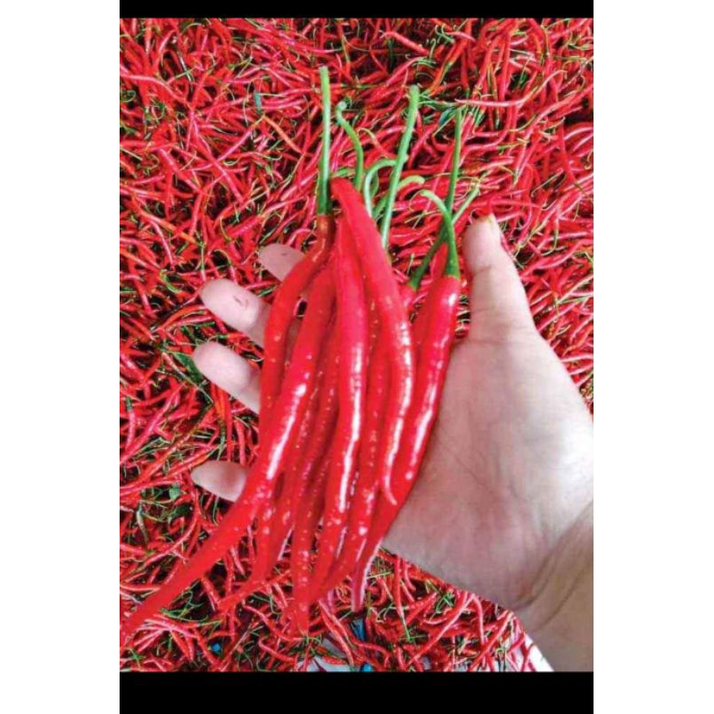 

Cabe keriting Merah Segar