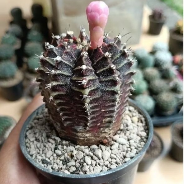 kaktus Gymno purple/siklam ungu ownroot (perform tower)