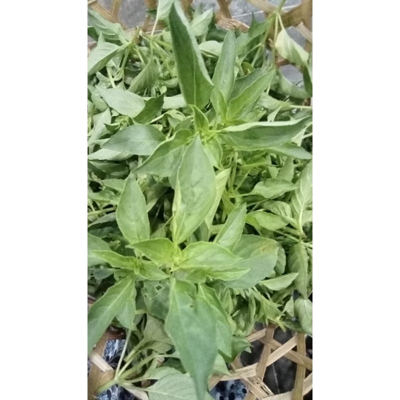 

Daun Kemangi segar, daun kemangi organik, daun organik, daun lalapan, lalapan kemangi, Albahaca, Basilic, Ocimum basilicum, Selaseh , Solanis , Amping , Kemangi Genovese, Kemangi , Saint Joseph's Wort, Kemangi Manis