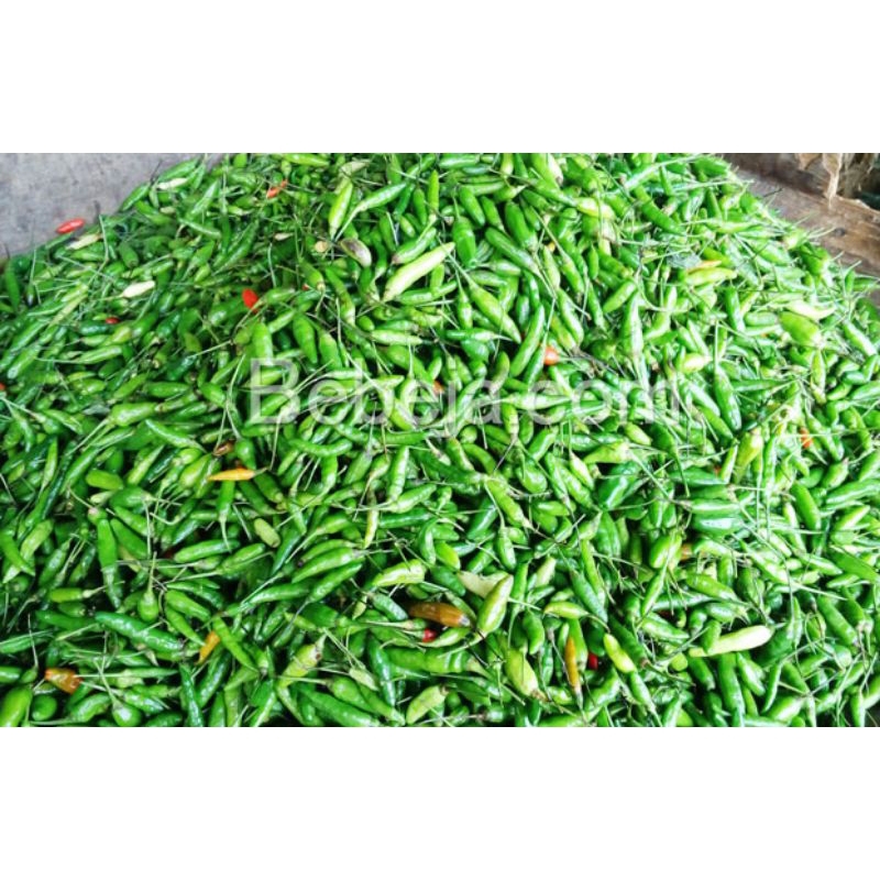 

Cabai rawit hijau 500 gram (cabai masak)