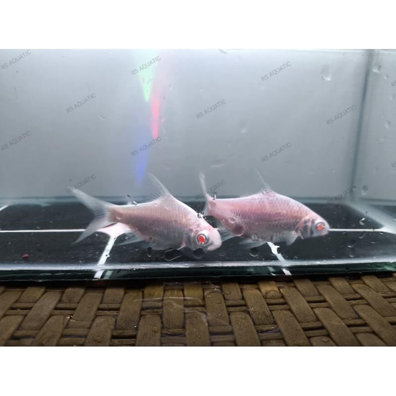 ikan kaviat platinum