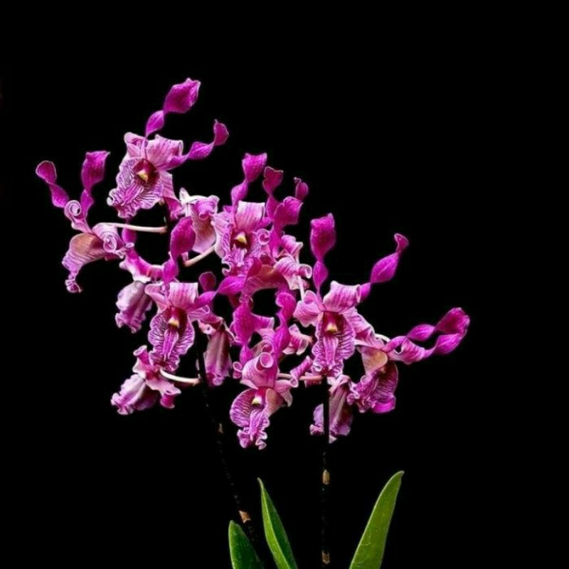 ANGGREK DENDROBIUM BUNGA KERITING DEWASA - ANGGREK DENDROBIUM - SIAP BERBUNGA