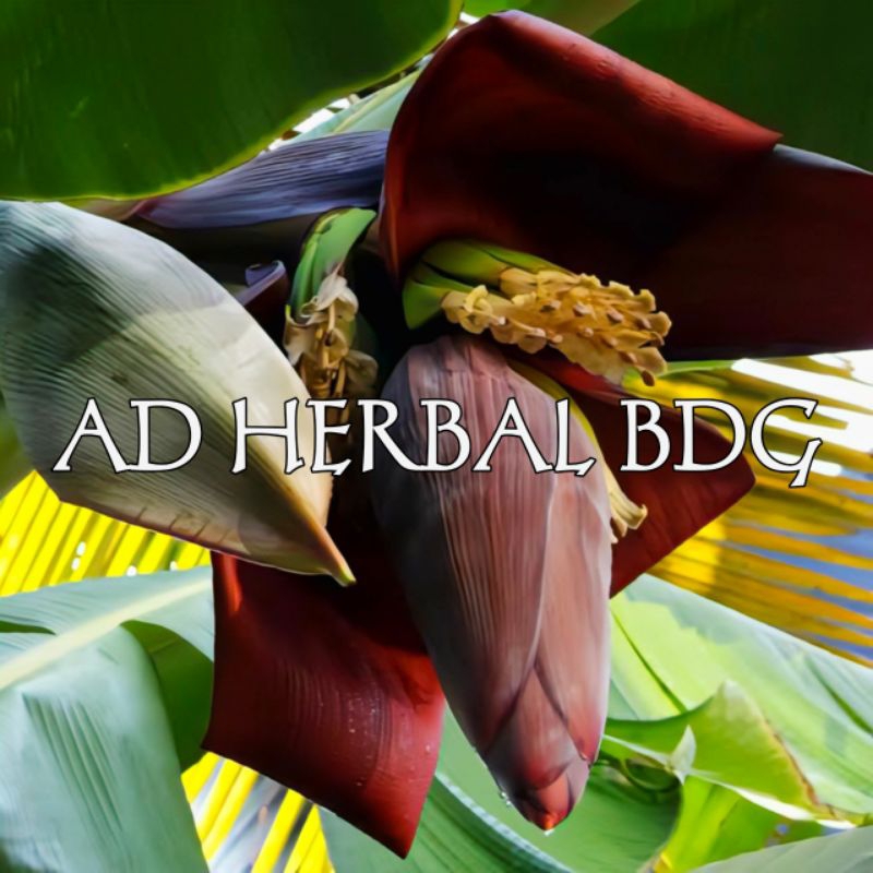 

RB22 Jantung Pisang Ambon Fres Segar Per Buah