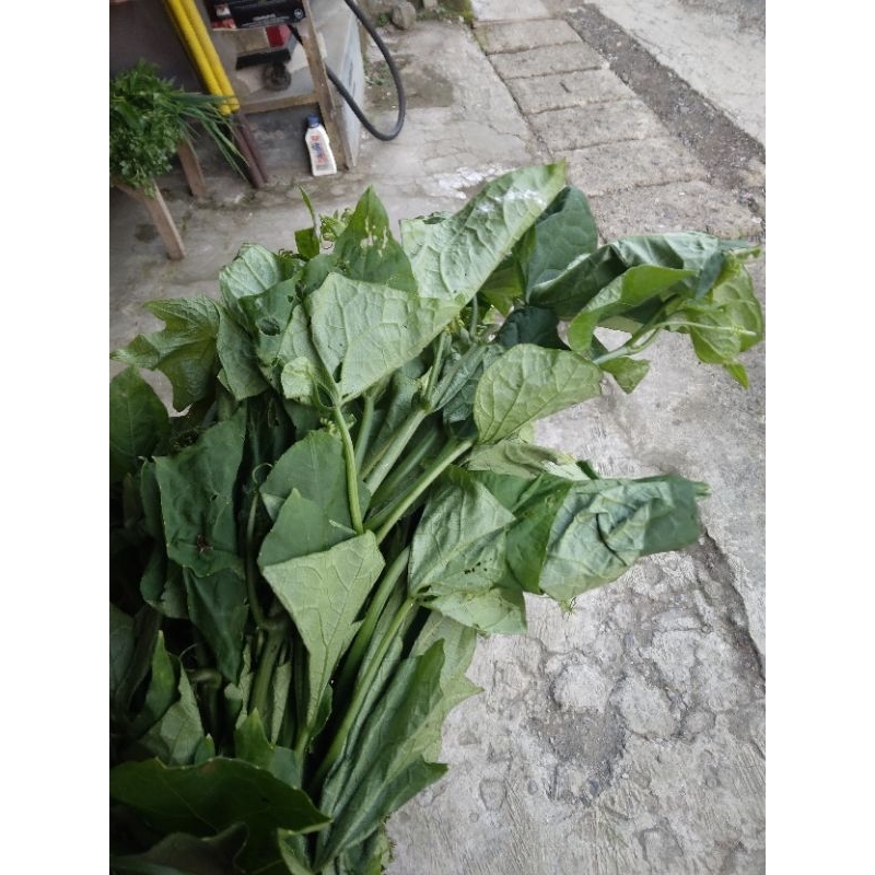 

daun labu siem muda/400g