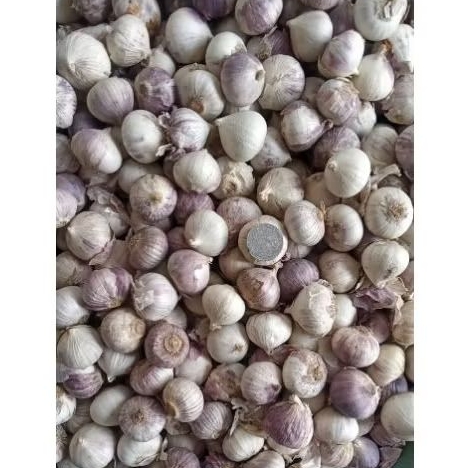 

Bawang putih tunggal / Bawang putih lanang 250gram