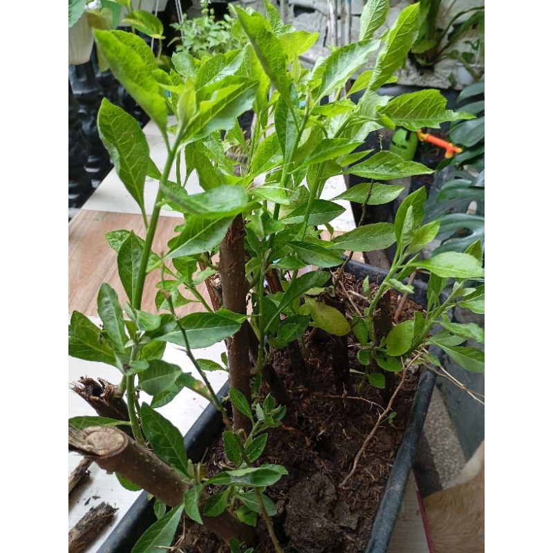 Bibit Daun Afrika/daun klorofil dan Daun ungu