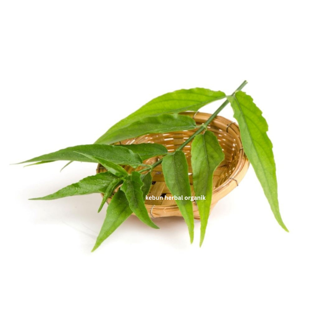 

Basmi kanker dengan daun belalai gajah sabah snake grass
