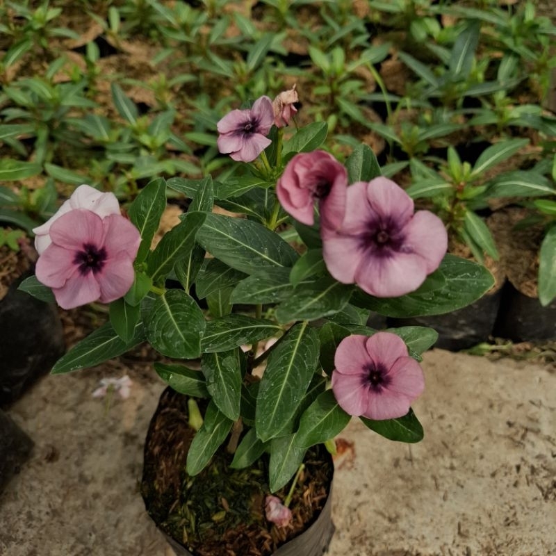 Plant/tanaman-bunga-(bukan biji) VINCA Periwinkle(Tapak dara) JAPANESE MONET IMPORT rimbun
