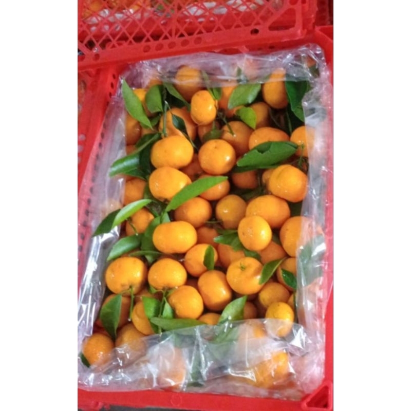 

Jeruk Santang 6 kg