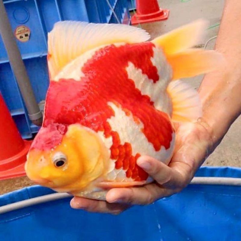 Mas Koki Tamasaba / Koki Hias / Hiasan Aquarium Air Tawar 1000% Original