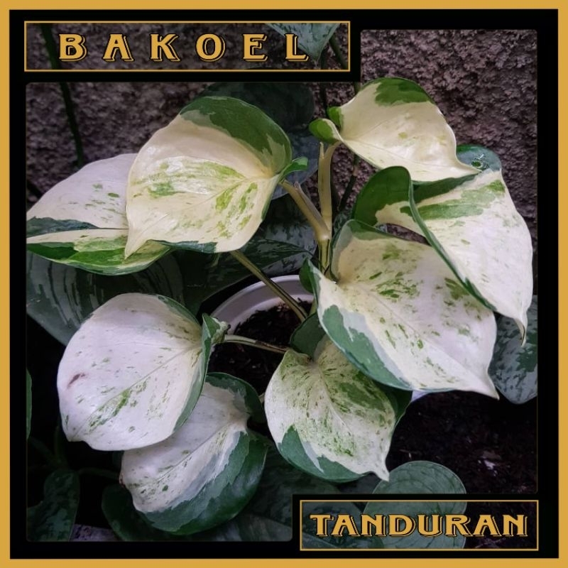 Tanaman Hias Daun Sirih Manjula