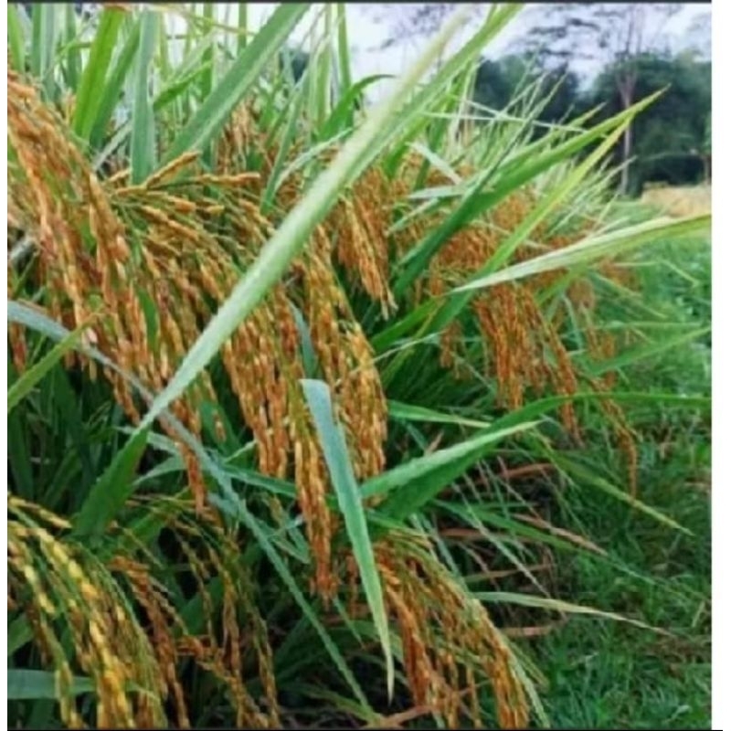 Teh_Teh Maniez  1 Kg Padi Ketan Putih Grendel Super Benih