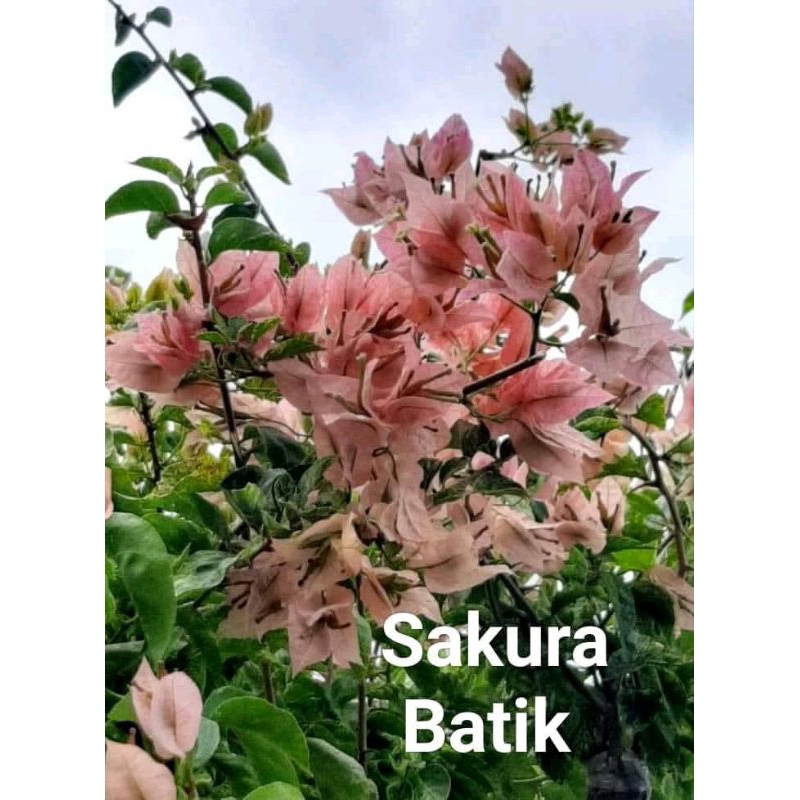 Bougenville sakura batik