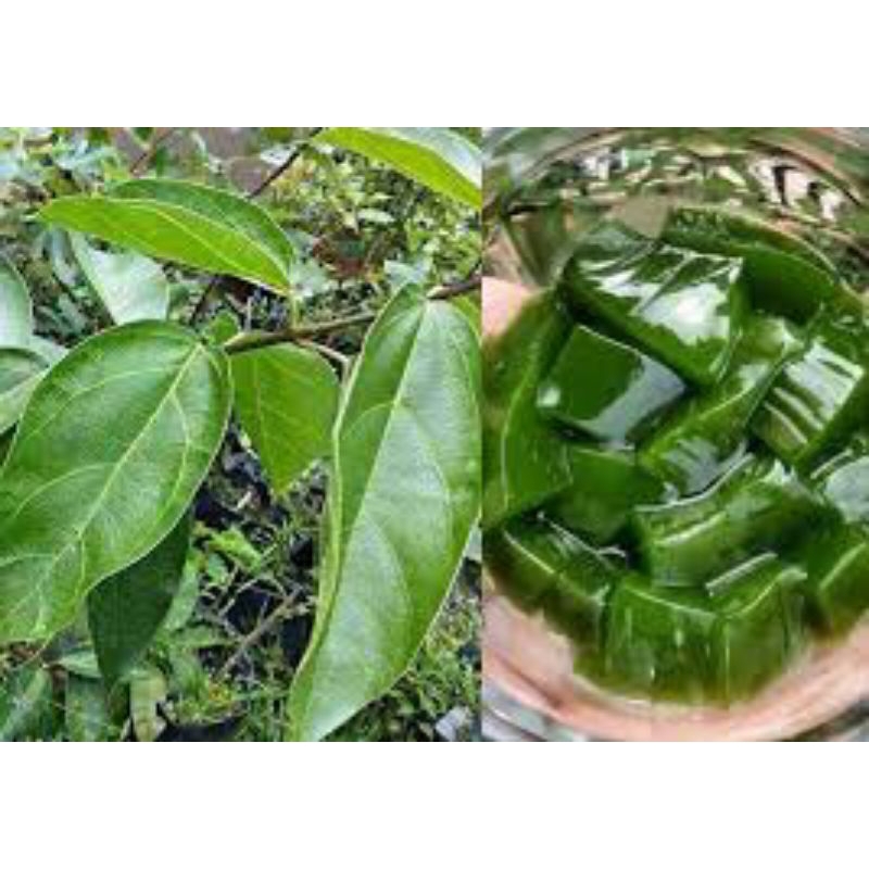 

daun cincou jelli segar Tampa bahan kimia 100 lembar di petik dadakan