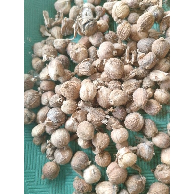 

100gram kapulaga kering asli