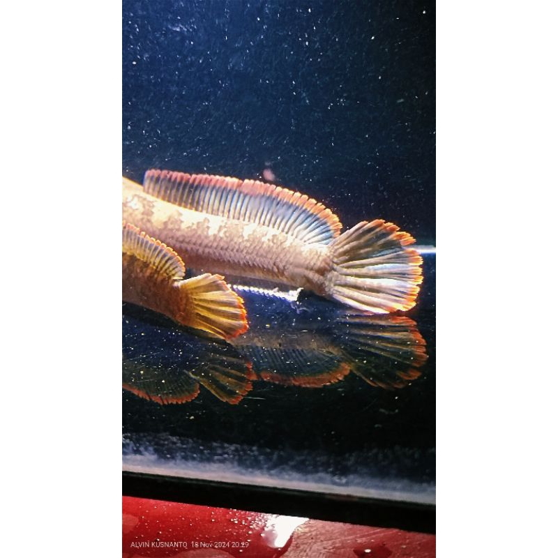 HIASAN AQUARIUM CHANA LIMBATA PAIR ALAM LERENG LAWU/ SEPASANG