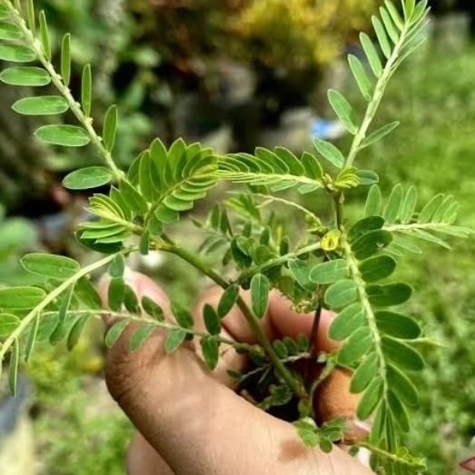 

daun meniran segar 500gr