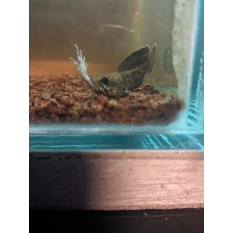 andrao gondrong giwarrr