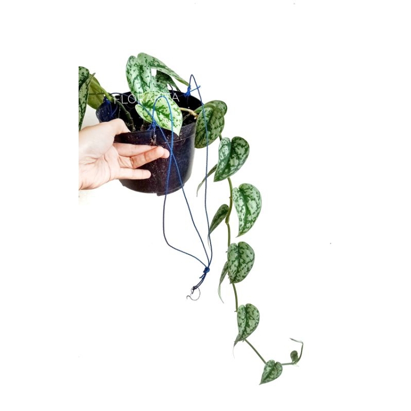 scindapsus silver lady scindapsus silverlady